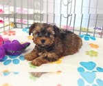 Bruce - Male Yorkshire Terrier Puppy for Sale - Photo #5