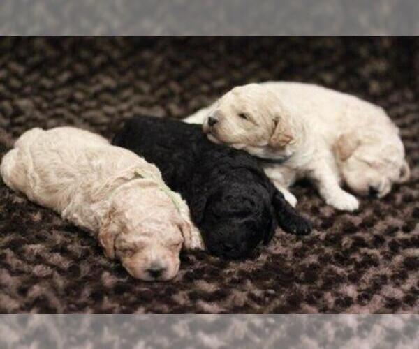 Medium Photo #16 Goldendoodle (Miniature) Puppy For Sale in ASHBY, MN, USA