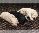 Small Photo #16 Goldendoodle (Miniature) Puppy For Sale in ASHBY, MN, USA