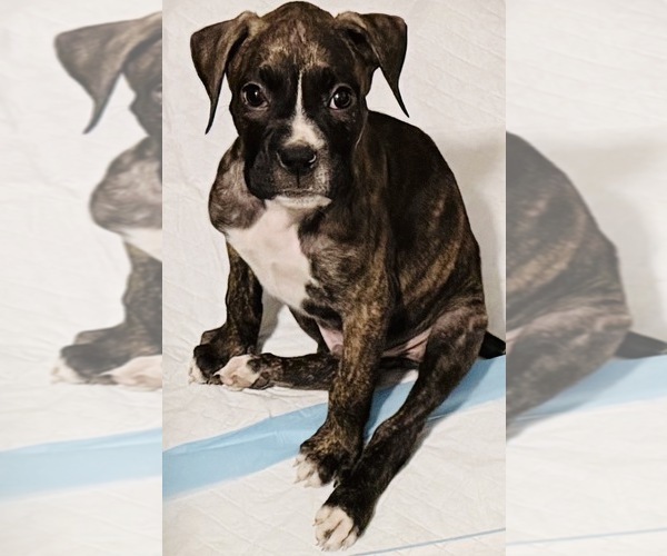 Medium Photo #1 Boxer Puppy For Sale in DISPUTANTA, VA, USA