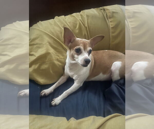 Medium Photo #3 Chihuahua Puppy For Sale in Miami, FL, USA