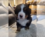 Small Bernese Mountain Dog