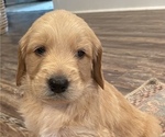 Small Photo #17 Goldendoodle Puppy For Sale in BIRCHWOOD, TN, USA