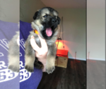 Small Photo #10 German Shepherd Dog Puppy For Sale in LIBERTY, NY, USA