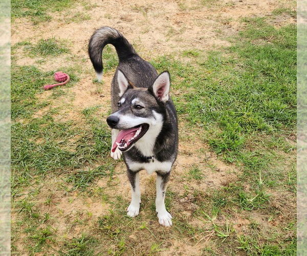 Medium Photo #4 Huskies -Unknown Mix Puppy For Sale in Boston, MA, USA