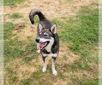 Small #3 Huskies  Mix
