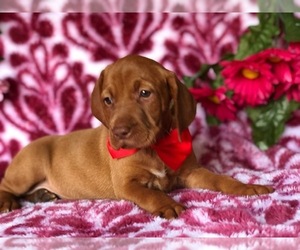 Vizsla Puppy for sale in CLAY, PA, USA