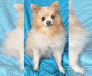 Gabe - Male Pomeranian Dog for Adoption - Photo #3