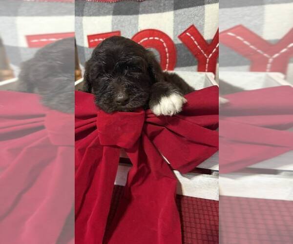 Medium Photo #1 Bernedoodle Puppy For Sale in DUNNELLON, FL, USA