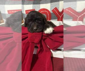 Bernedoodle Puppy for sale in DUNNELLON, FL, USA