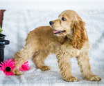 Puppy Randy Cocker Spaniel
