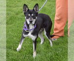 Small #3 Gerberian Shepsky