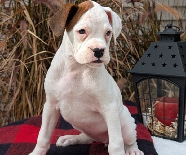 Medium Photo #41 Boxer Puppy For Sale in GOSHEN, IN, USA