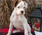 Puppy Zya Boxer