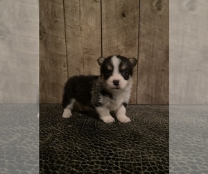 Welsh Cardigan Corgi Puppy for sale in COOKEVLE, TN, USA