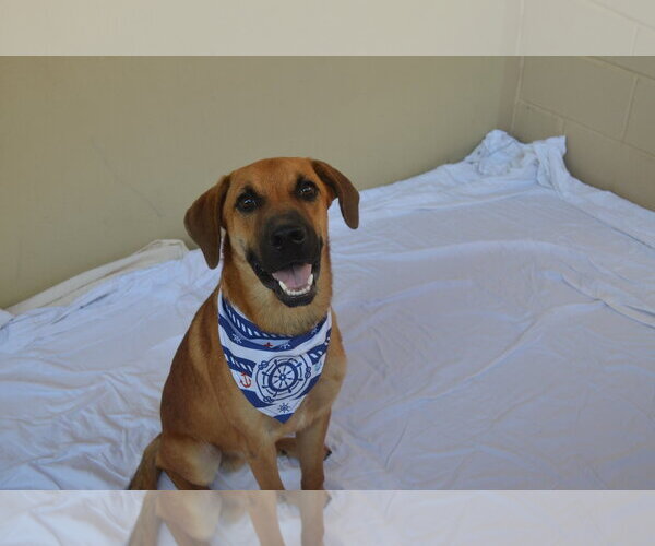 Medium Photo #1 Mutt Puppy For Sale in McKinney, TX, USA