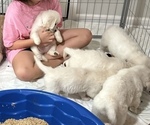 Small #5 English Cream Golden Retriever