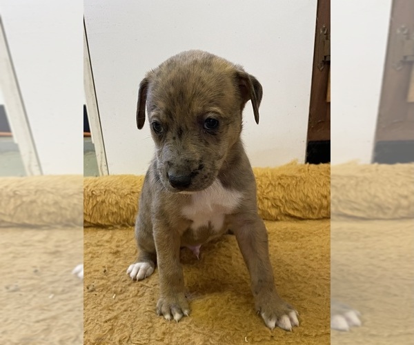 Medium Photo #11 Doberman Pinscher-Greyhound Mix Puppy For Sale in CANAL WINCHESTER, OH, USA