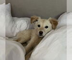 Small #7 Australian Shepherd Mix