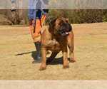 Small Photo #57 Boerboel Puppy For Sale in LAS CRUCES, NM, USA
