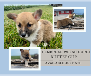 Pembroke Welsh Corgi Puppy for sale in ARTHUR, IL, USA