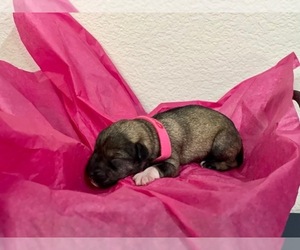 Schnauzer (Miniature) Puppy for sale in AUBREY, TX, USA