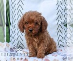 Small #4 Cavapoo (Miniature)