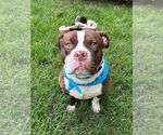 Small #11 American Pit Bull Terrier Mix