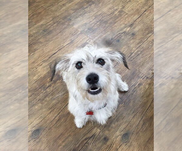 Medium Photo #4 Mutt Puppy For Sale in Houston, TX, USA