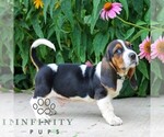 Small #2 Basset Hound
