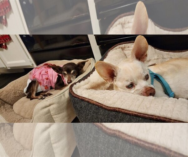 Medium Photo #10 Chihuahua Puppy For Sale in  Ramona, CA, USA