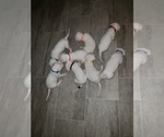 Small Photo #29 Dogo Argentino Puppy For Sale in RYAN, OK, USA