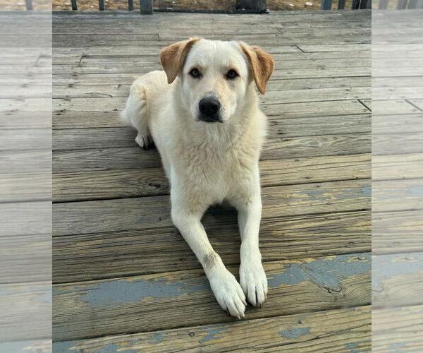 Medium Photo #9 Labrenees Puppy For Sale in Croydon, NH, USA