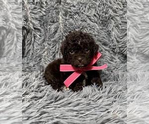 Cavapoo (Toy) Puppy for sale in JEFFERSONVILLE, IN, USA