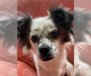 Spaniel-Unknown Mix Dogs for adoption in Tomball, TX, USA