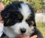 Puppy Loofy Bernese Mountain Dog