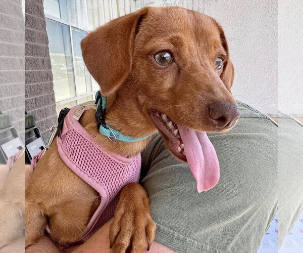Medium Photo #1 Dachshund-Unknown Mix Puppy For Sale in White Bluff, TN, USA