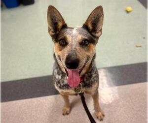 Mutt Dogs for adoption in Santa Rosa, CA, USA