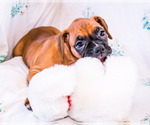 Small Photo #4 Boxer Puppy For Sale in WAKARUSA, IN, USA