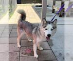 Small #1 Siberian Husky