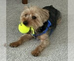 Small #3 Mutt