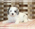 Small #2 Bernedoodle (Miniature)