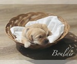 Small Photo #29 Golden Retriever Puppy For Sale in HAMPSTEAD, NC, USA