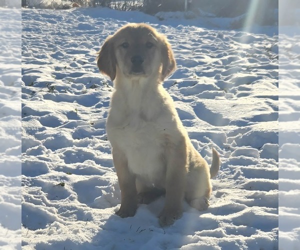 Medium Photo #1 Golden Retriever Puppy For Sale in RIGA, MI, USA
