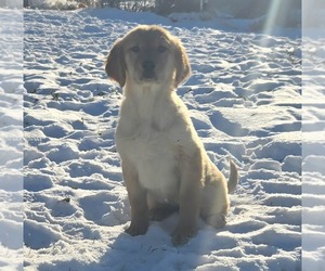 Golden Retriever Puppy for sale in RIGA, MI, USA