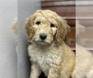 Goldendoodle Puppy for sale in LOVELAND, CO, USA