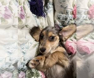 Dachshund Puppy for sale in SEATTLE, WA, USA