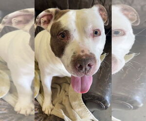 American Staffordshire Terrier-Unknown Mix Dogs for adoption in Holly Springs, NC, USA