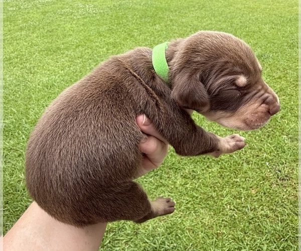 Medium Photo #4 Catahoula Leopard Dog Puppy For Sale in KEITHVILLE, LA, USA
