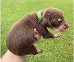 Puppy Green Catahoula Leopard Dog